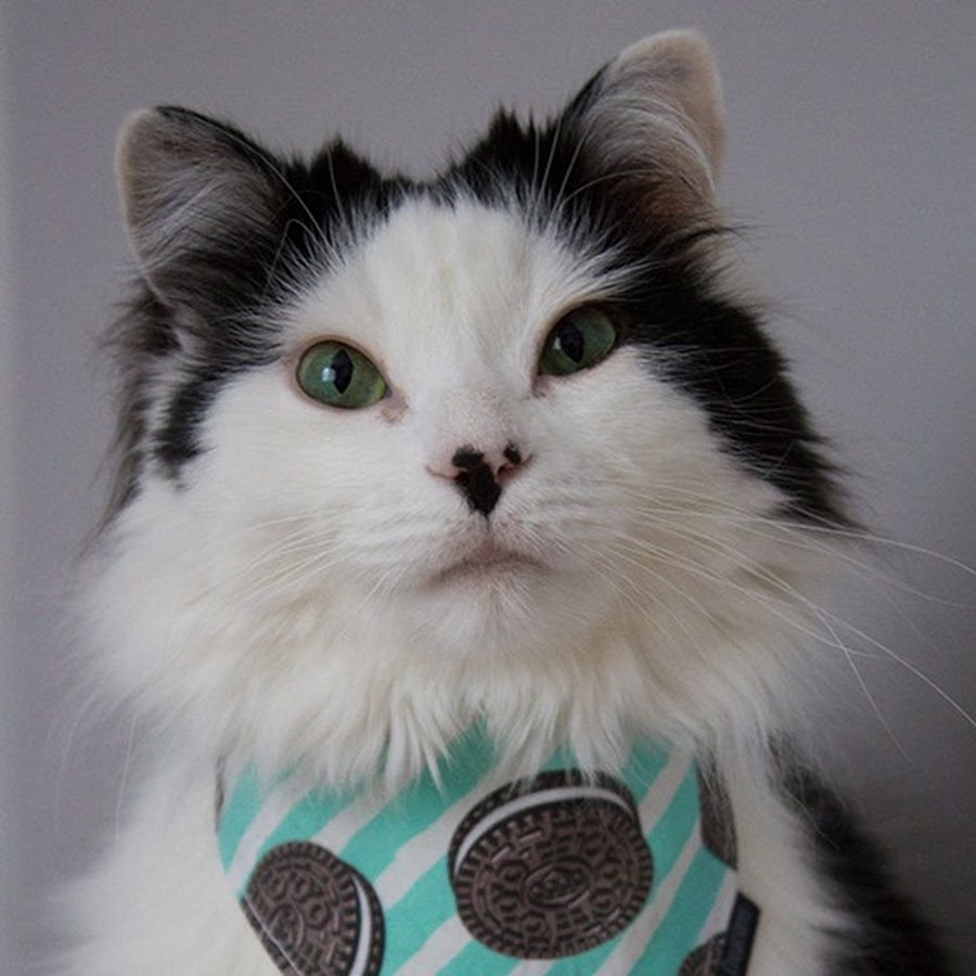 The Oreo Cat YouTube channel avatar