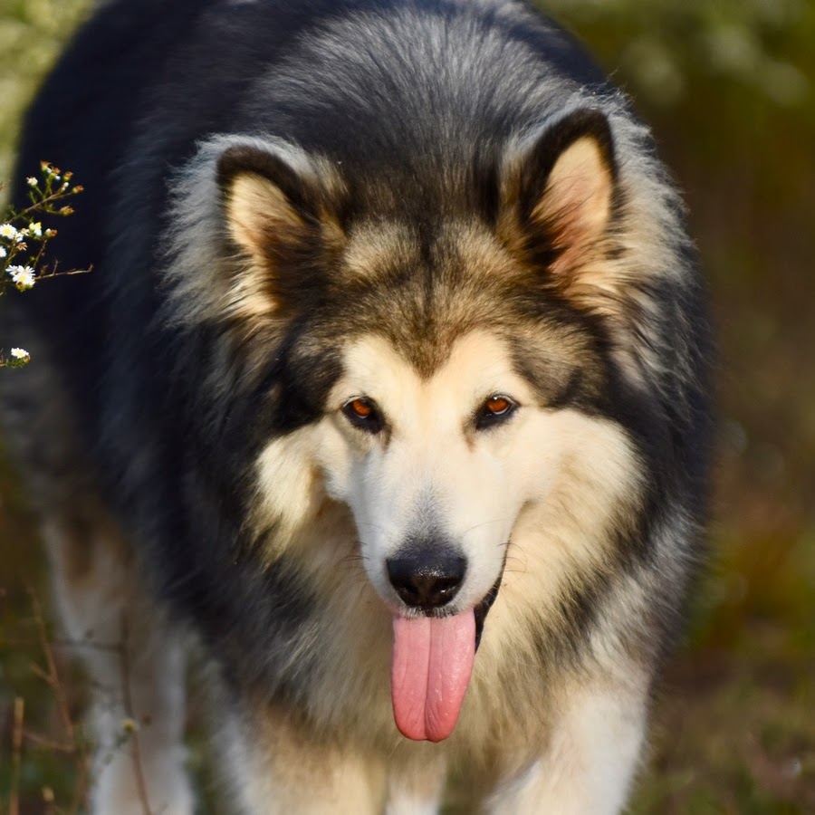 Mountain Ridge Malamutes YouTube channel avatar