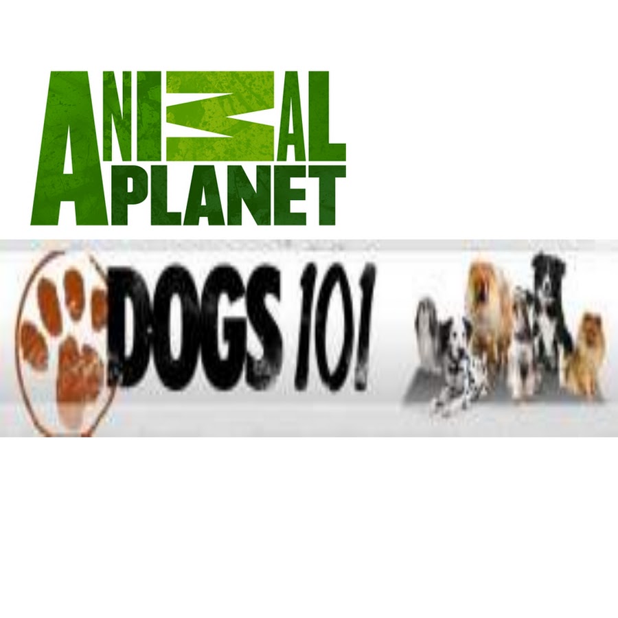 Dogs101Videos ইউটিউব চ্যানেল অ্যাভাটার