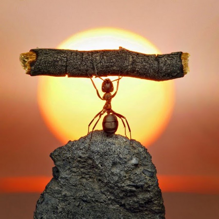 Master Ants