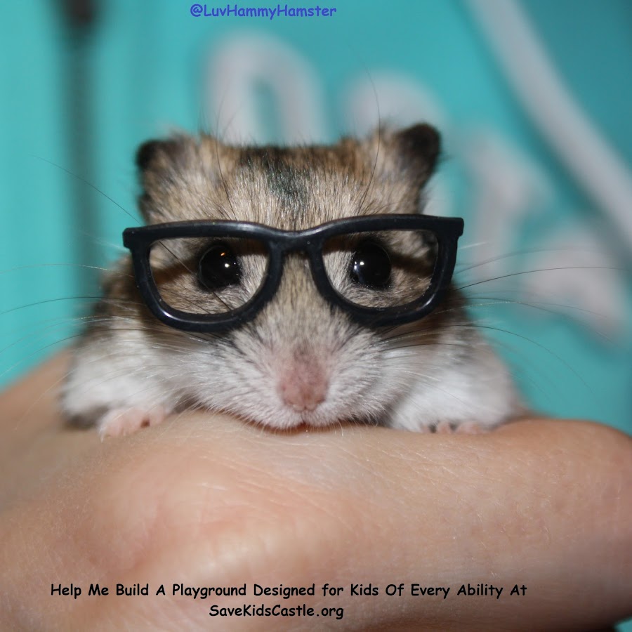 DiaryOfAPamperedHamster YouTube channel avatar