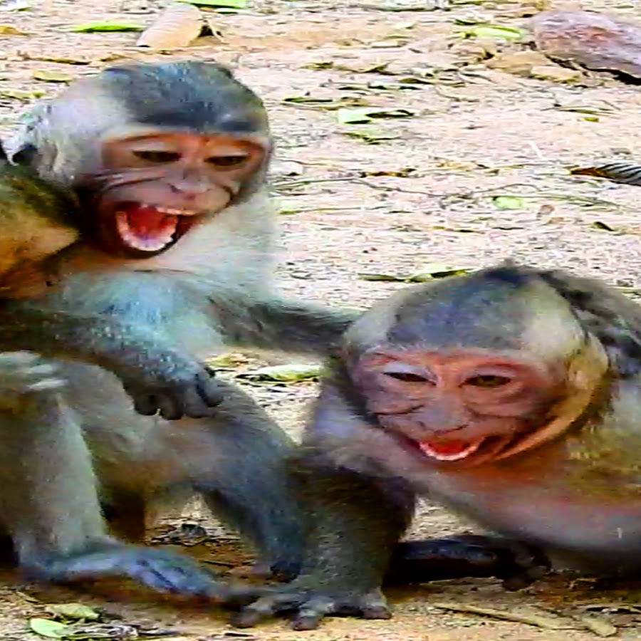Primitive Monkey YouTube-Kanal-Avatar
