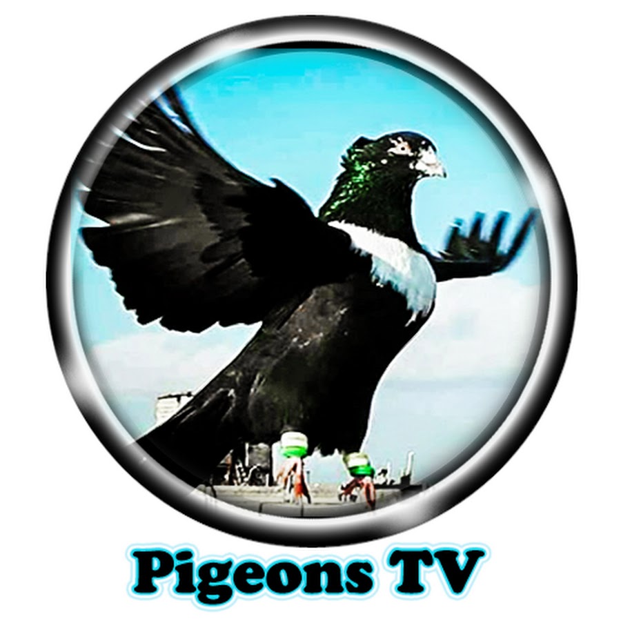PigeonsTV & Fans YouTube channel avatar