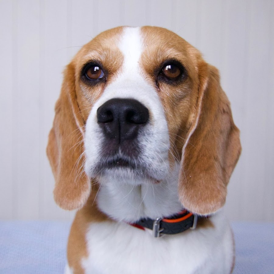 Ð”Ð¶Ð¸Ð½Ð° The Beagle YouTube channel avatar