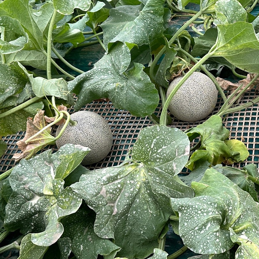 ななさお Youtube