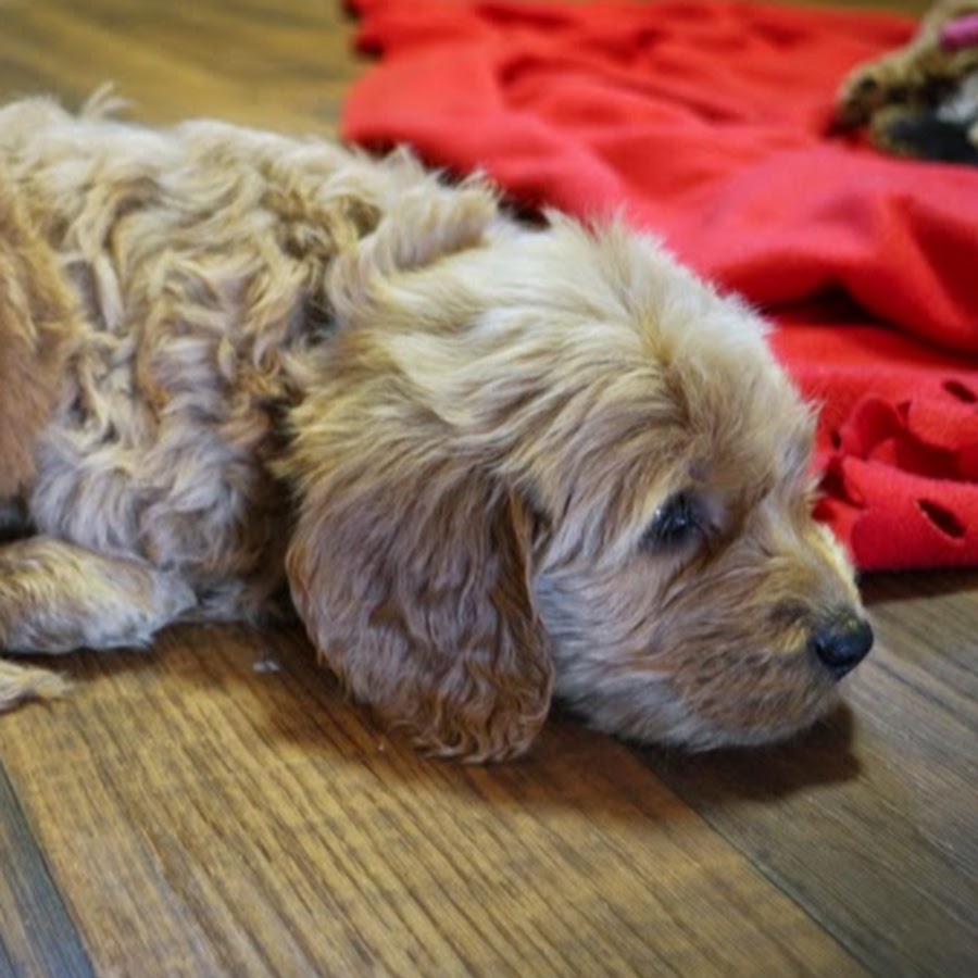 Loki, the Goldendoodle यूट्यूब चैनल अवतार