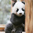 supper panda
