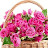 shaik shaheen Avatar