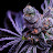 Third eye grower