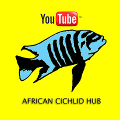 African Cichlid Hub