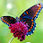 Layla_ Baby0077 Avatar
