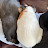 Sugar and cutie show Avatar