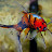 EOGoldfish Avatar