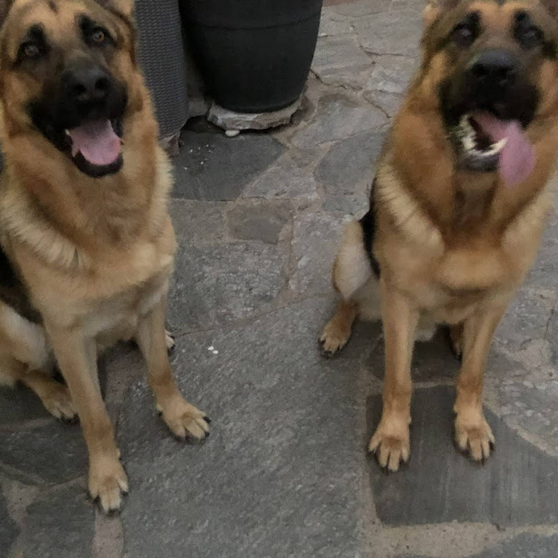 German shepherd Brothers