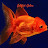 Goldfish Galore Avatar