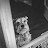 silverdoggg Avatar