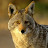 Desert Coyote