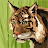 Ayush Ranjan Roll no-15 Avatar