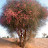 Baran Usman Avatar