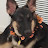 TuTu Fox Avatar
