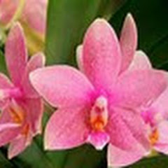 Thumbnail of related channel