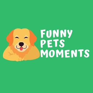 Funny Pets Moments YouTube Stats: Subscriber Count, Views & Upload Schedule