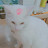 꾹콩몽