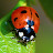 Emma Dedecker Avatar
