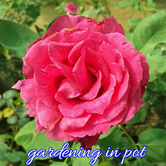 Gardening in pot