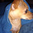 Sweet Missy Petunia Wilson Avatar