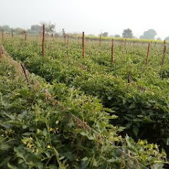 Agriculture chaupal