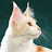 Catloverplayer