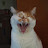 Bartholomeow
