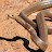 Aussie Taipan