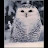 SnowyOwl2000 Avatar