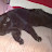 Kitty Blaine