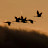 Gone Birdwatching Avatar