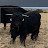 L-V BORDER COLLIES BRYAN BAQUET