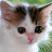 Kitten