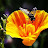 Michael Andrews Avatar
