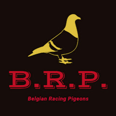 Belgian Racing Pigeons