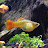 The Platy Pen
