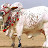ghulam murtaza Avatar