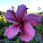 Camila Avatar