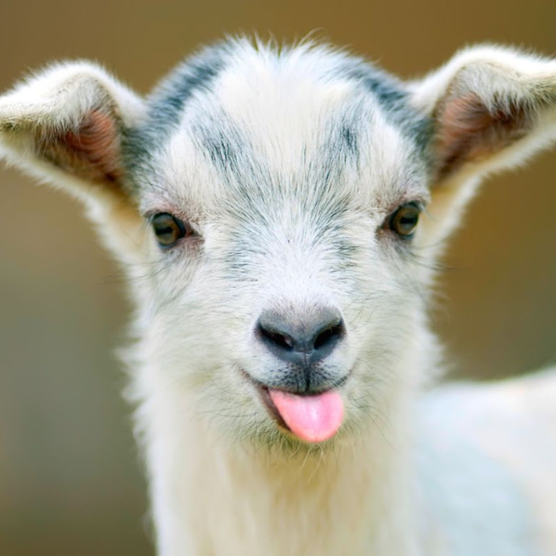 Vertigoat