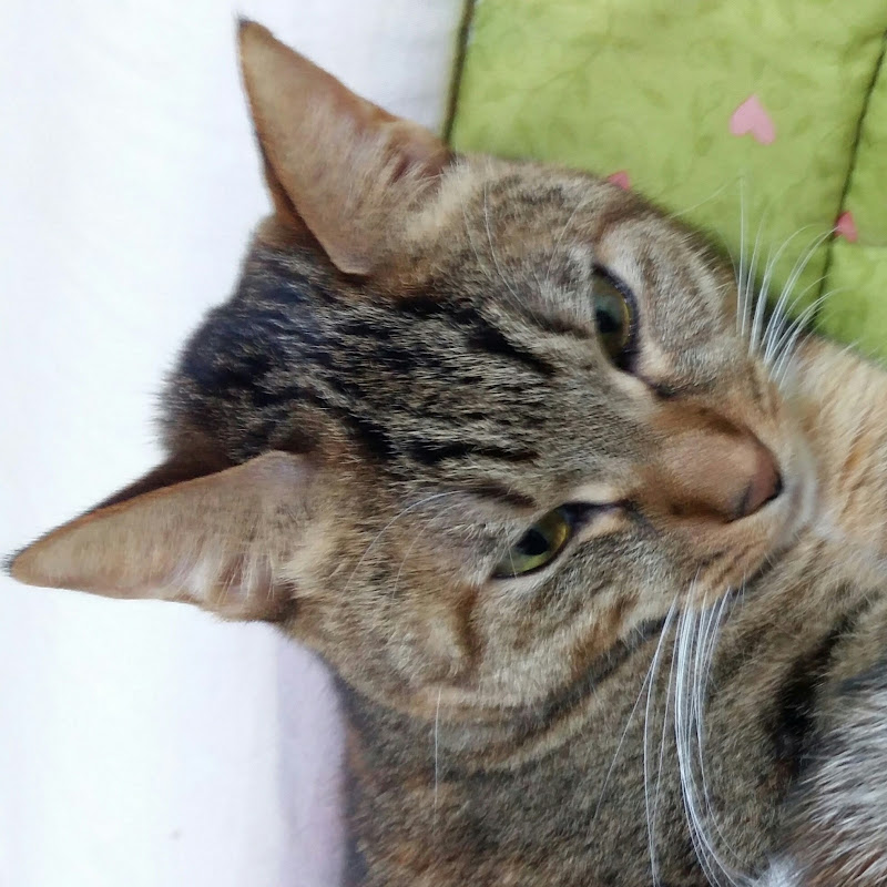 귀여운고양이A cute cat YouTube