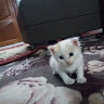 Автор