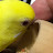 【セキセイインコ】インコの雛がやってきた!