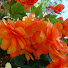 _l0mT9R7Yw0-channel-avatar-Carrie's Gardening Channel