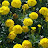 @botanist7765